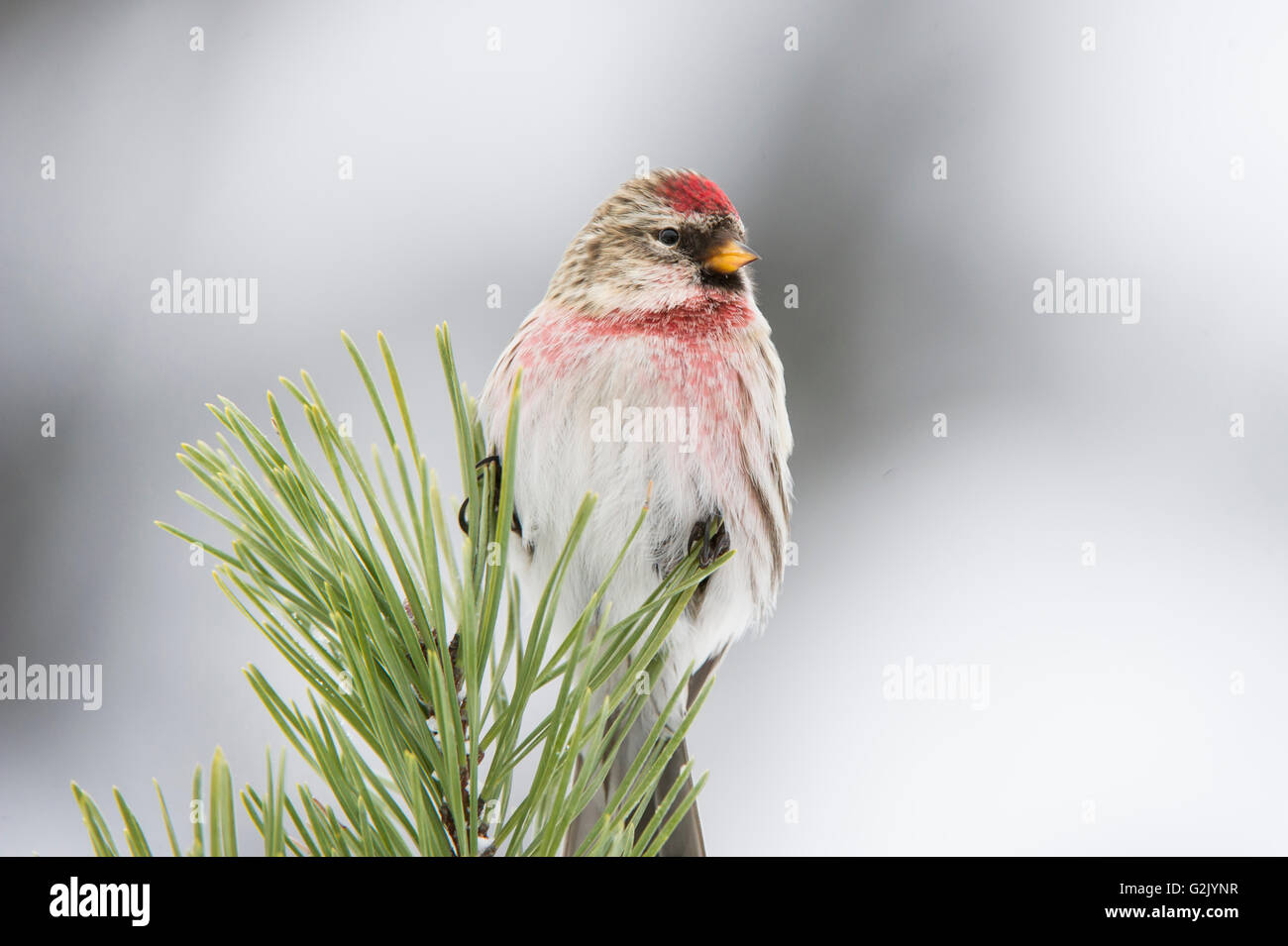 Acanthis flammea, le Sizerin flammé, British Columbia, Canada Banque D'Images