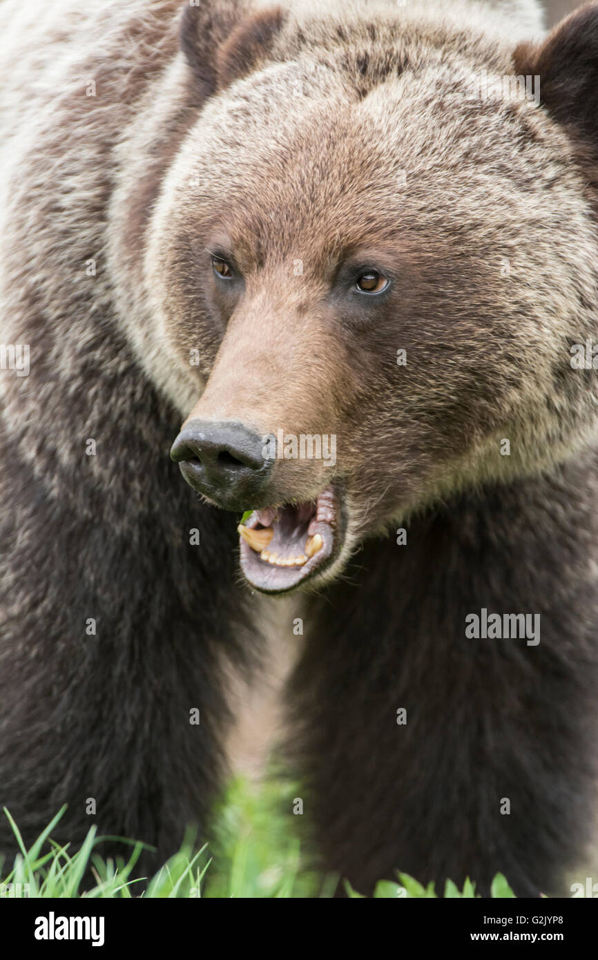 Ursus arctos horribilis, grizzli, montagnes Rocheuses, British Columbia, Canada Banque D'Images