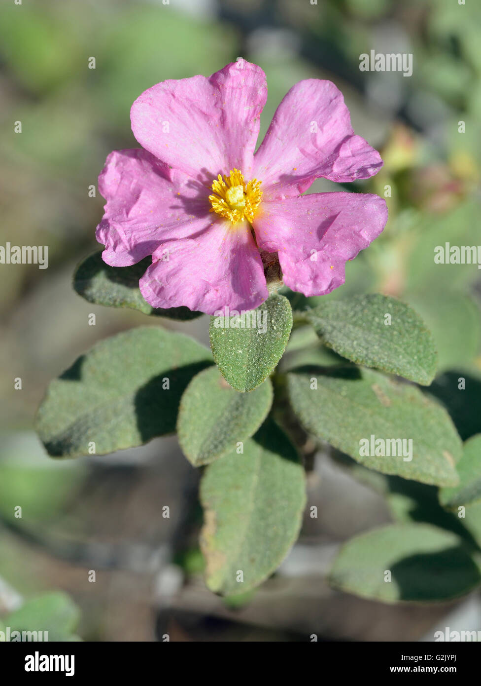 Petite Fleur - Ciste Cistus praviflorus Arbuste méditerranéen Banque D'Images