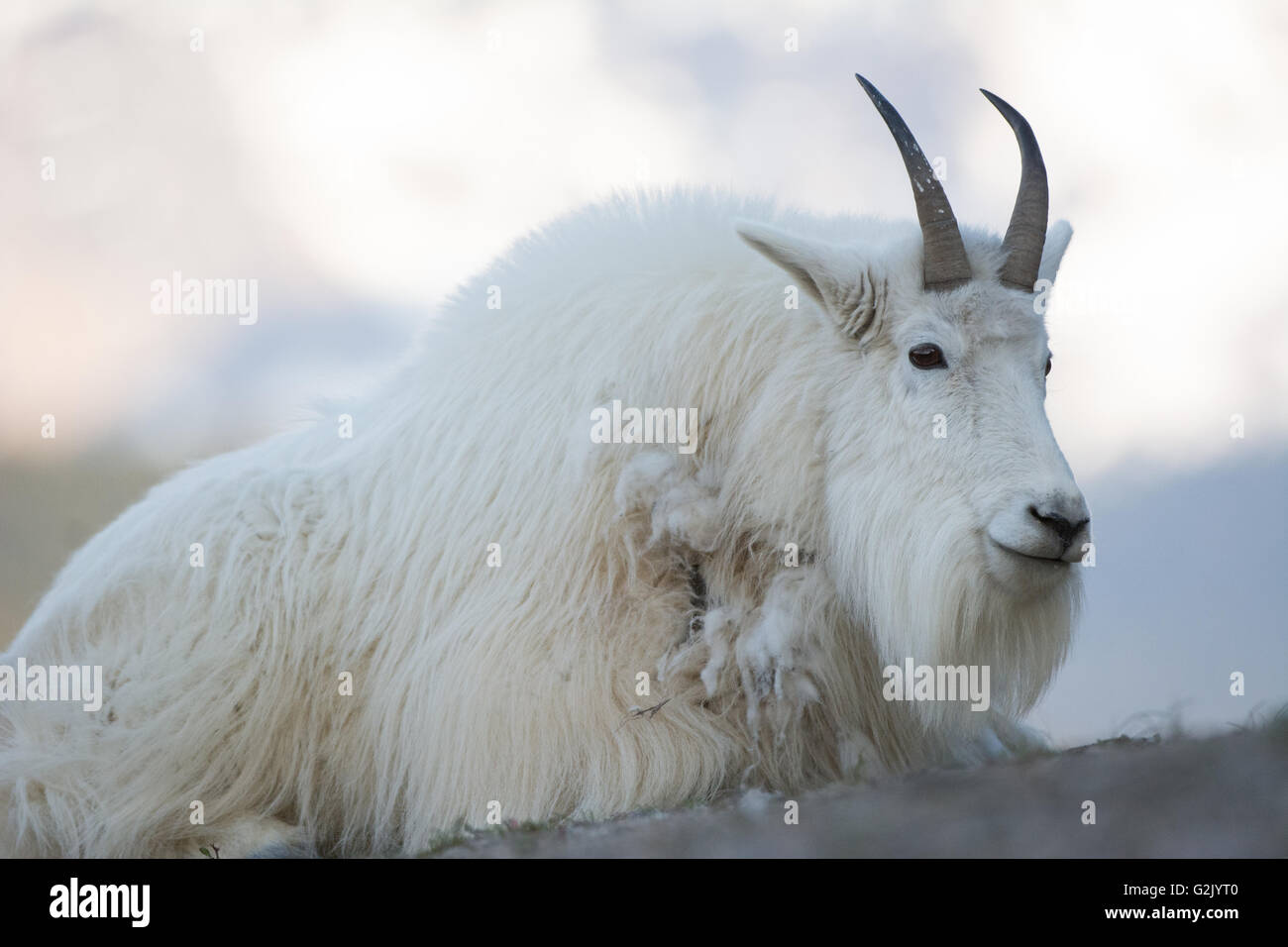 Oreamnos americanus, la chèvre de montagne, montagnes Rocheuses, Alberta Banque D'Images