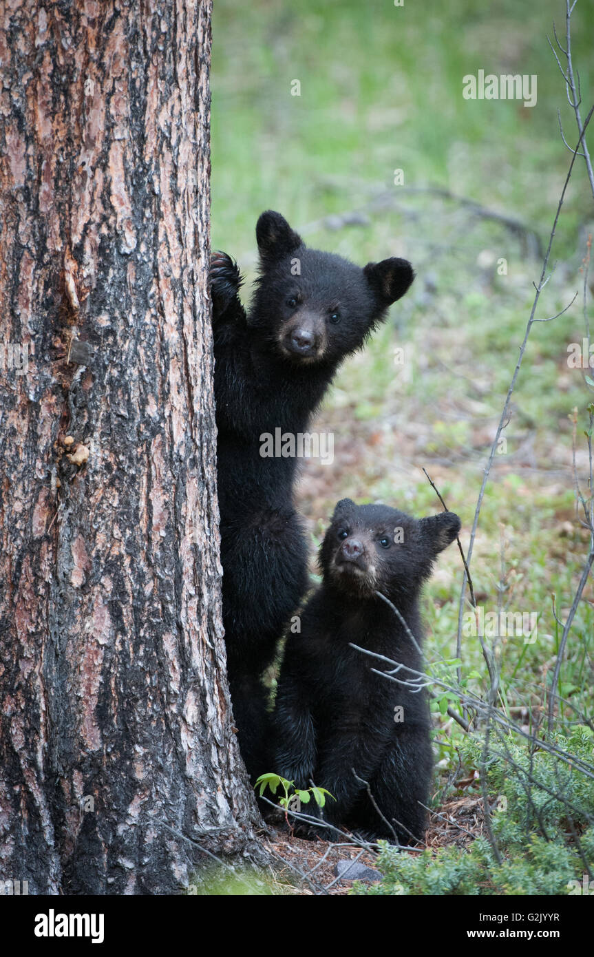 Ursus americanus, ours noir, montagnes Rocheuses, Alberta, Canada, CUB, les jeunes Banque D'Images