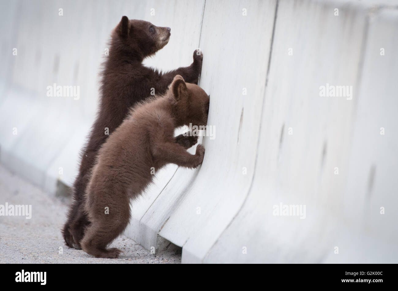 Ursus americanus, ours noir, montagnes Rocheuses, Alberta, Canada, CUB, les jeunes Banque D'Images