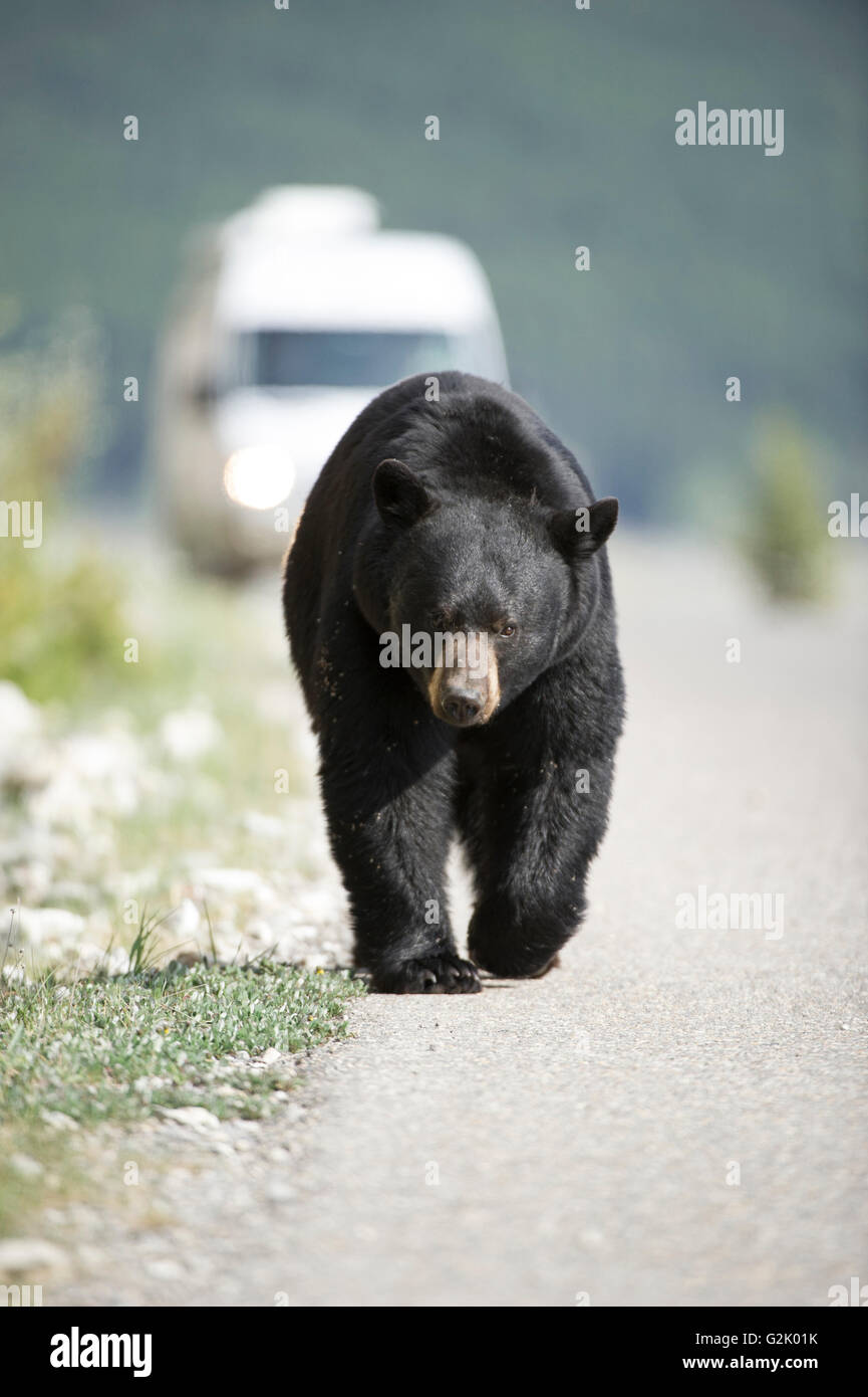 Ursus americanus, ours noir, montagnes Rocheuses, Alberta, Canada, par route, véhicule Banque D'Images