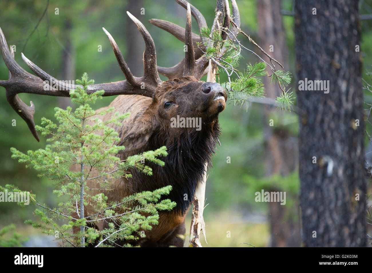 Cervus canadensis nelsoni, Rocky Mountain Elk, rut, Alberta, Canada, bull décisions rub Banque D'Images
