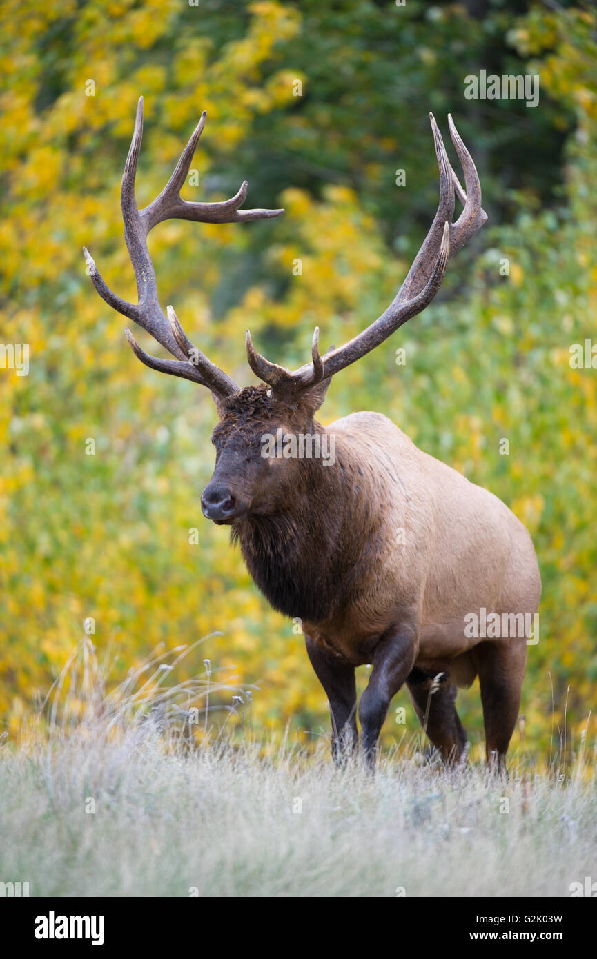 Cervus canadensis nelsoni, Rocky Mountain Elk, rut, Alberta, Canada, bull dans la couleur de l'automne Banque D'Images