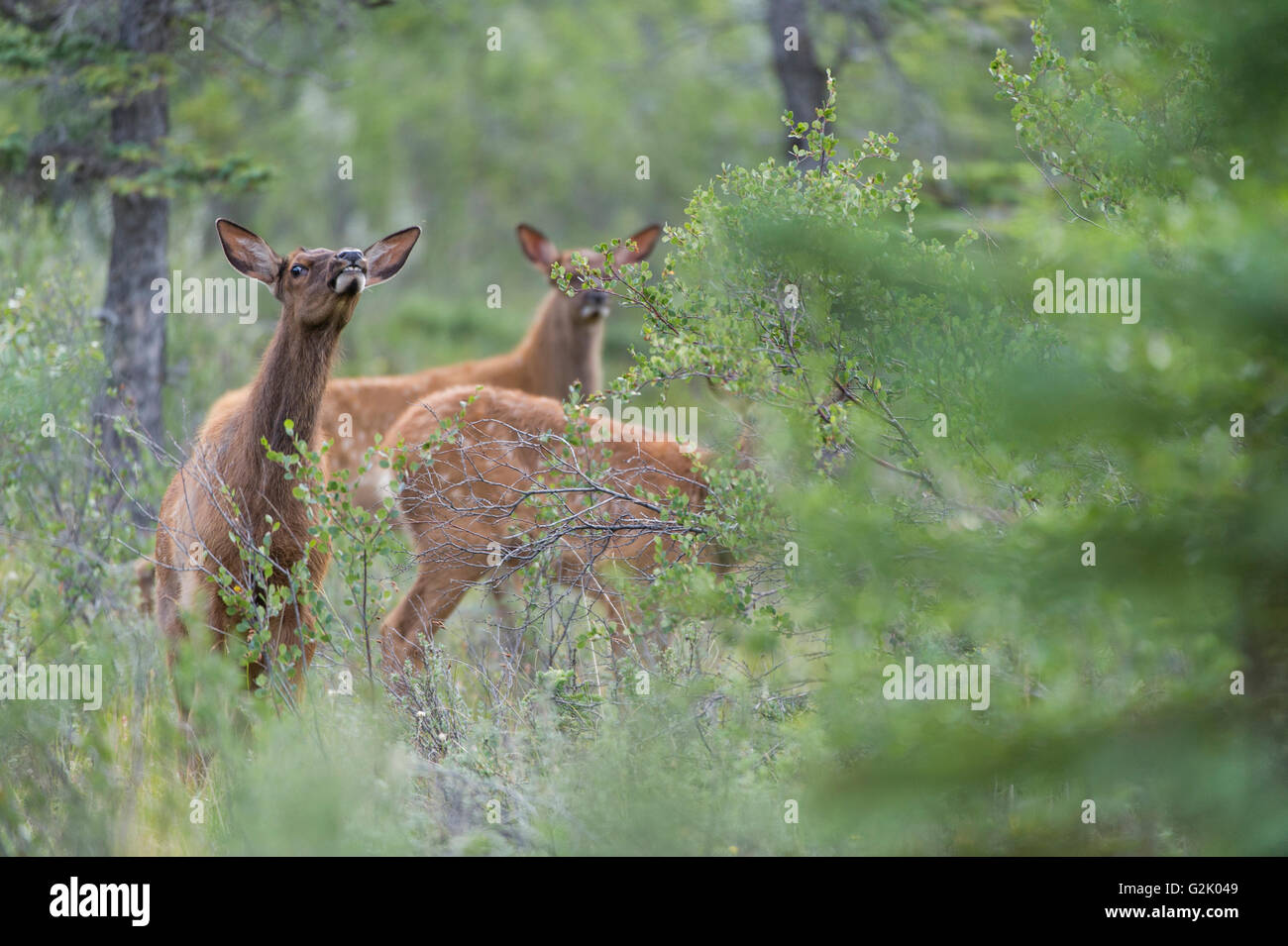 Cervus canadensis nelsoni, Rocky Mountain Elk, rut, Alberta, Canada, mollet Banque D'Images