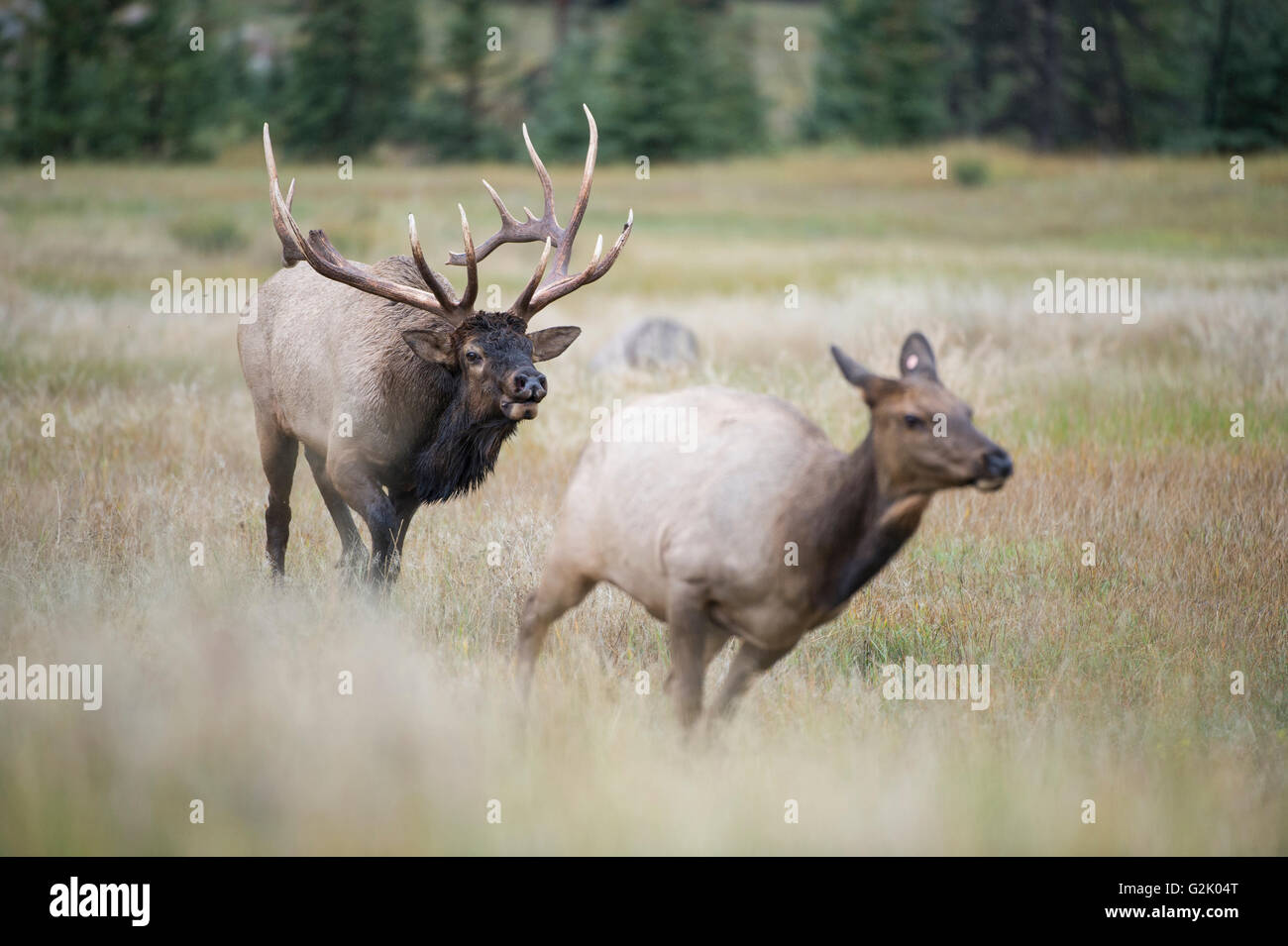 Cervus canadensis nelsoni, Rocky Mountain Elk, rut, Alberta, Canada, bull chasing vache, bugle Banque D'Images