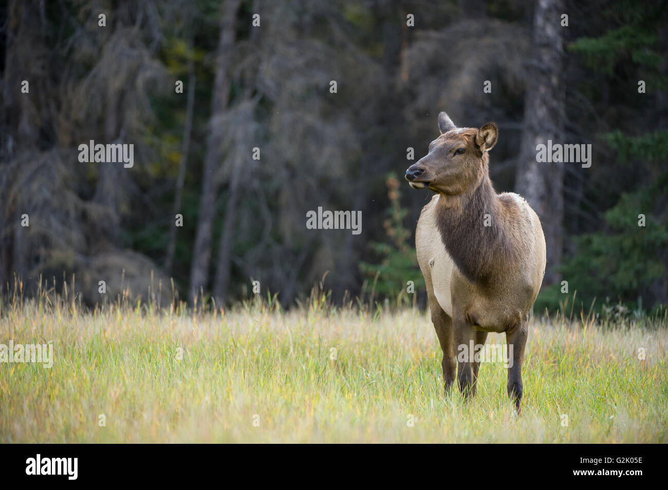 Cervus canadensis nelsoni, Rocky Mountain Elk, rut, Alberta, Canada, vache, femme Banque D'Images