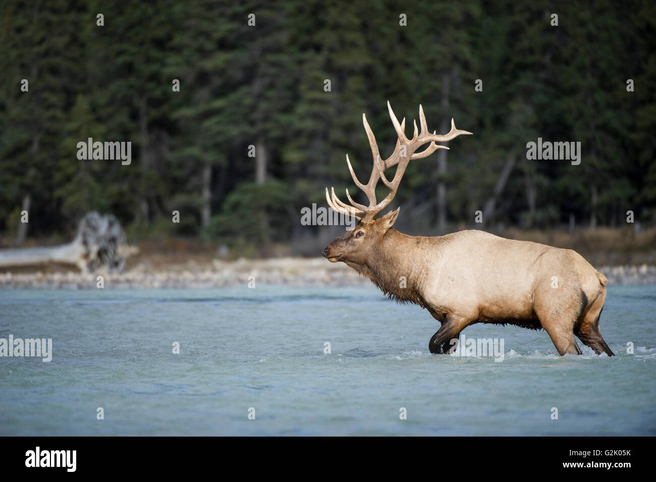 Cervus canadensis nelsoni, Rocky Mountain Elk, rut, Alberta, Canada, homme, bull crossing river Banque D'Images
