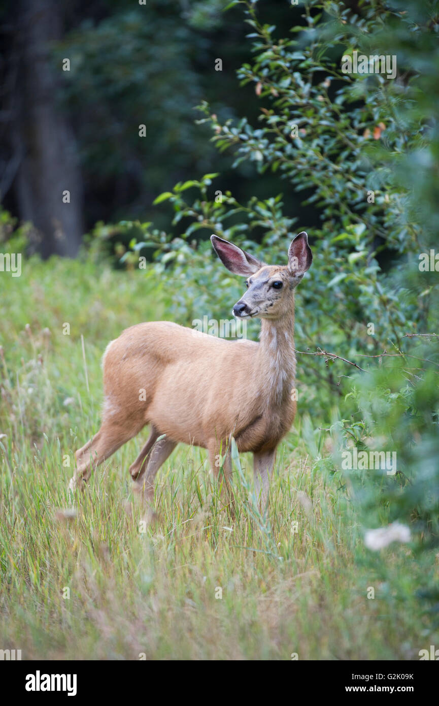 Odocoileus hemionus, le cerf mulet, le DOE, femme, Alberta, Canada, montagnes rocheuses Banque D'Images