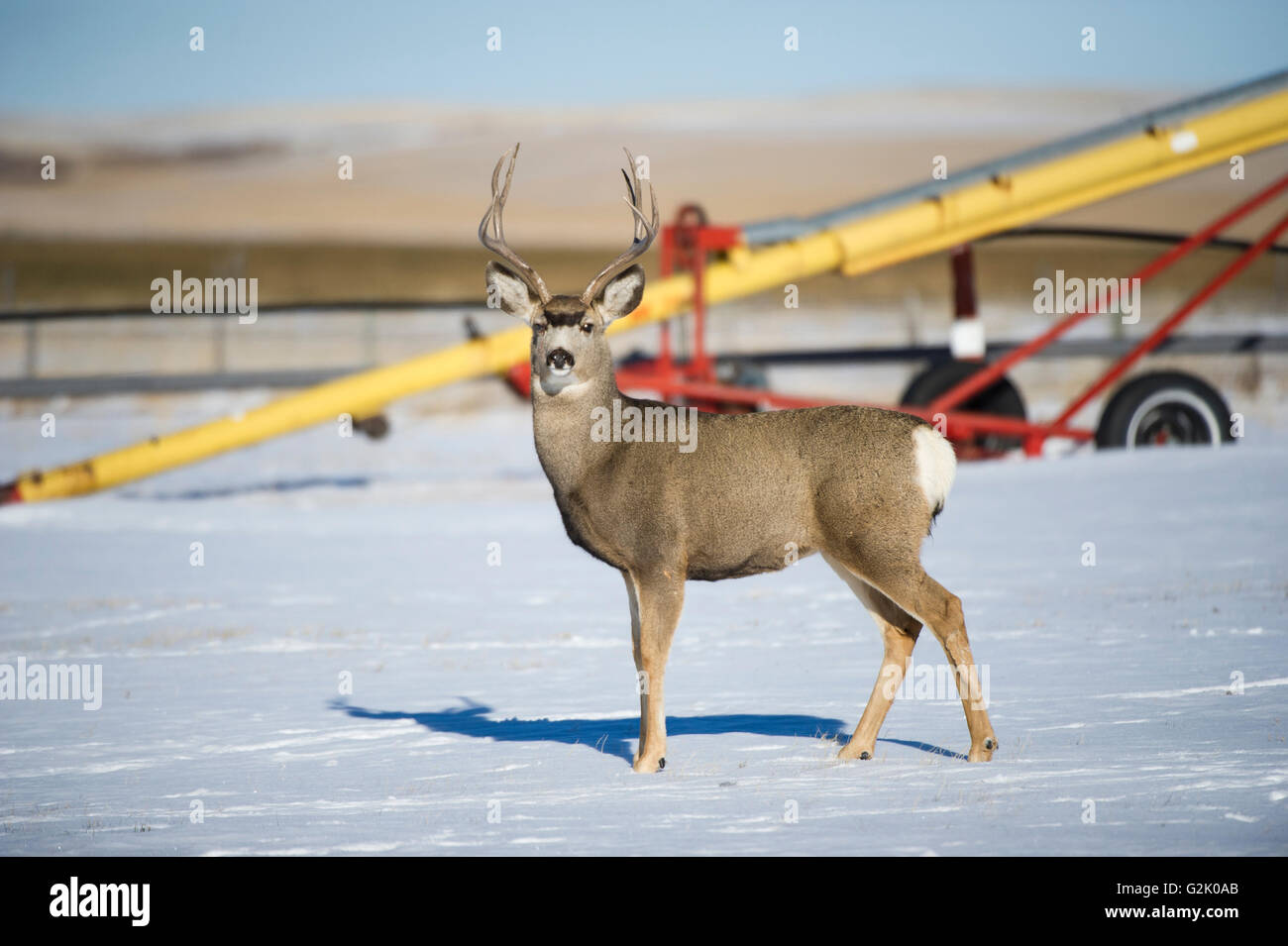 Odocoileus hemionus, le cerf-mulet, buck, homme, Alberta, Canada, Région des prairies Banque D'Images