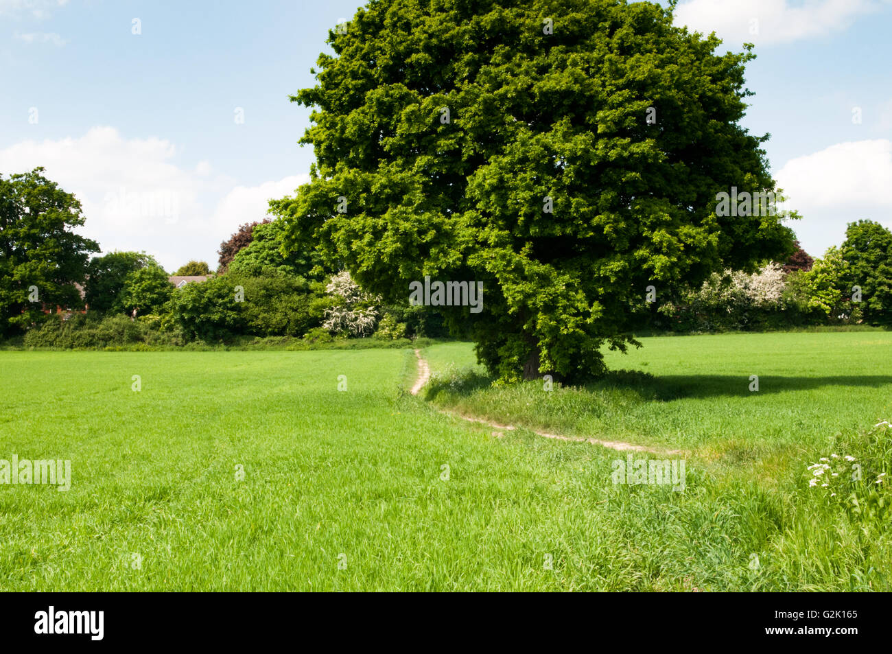 Paysage de prairie d'un seul arbre dans un champ d'herbe en été Banque D'Images