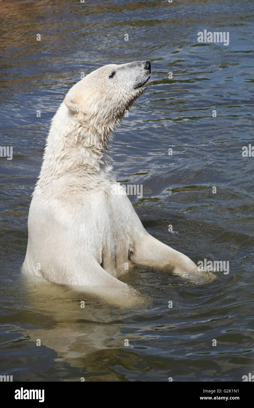 L'ours polaire dans l'eau Banque D'Images