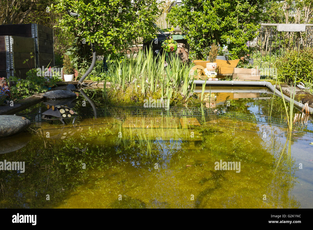Jardin naturel avec étang en été, Livre blanc européen (Nénuphar Nymphaea alba), la salicaire (Lythrum salicaria) Banque D'Images