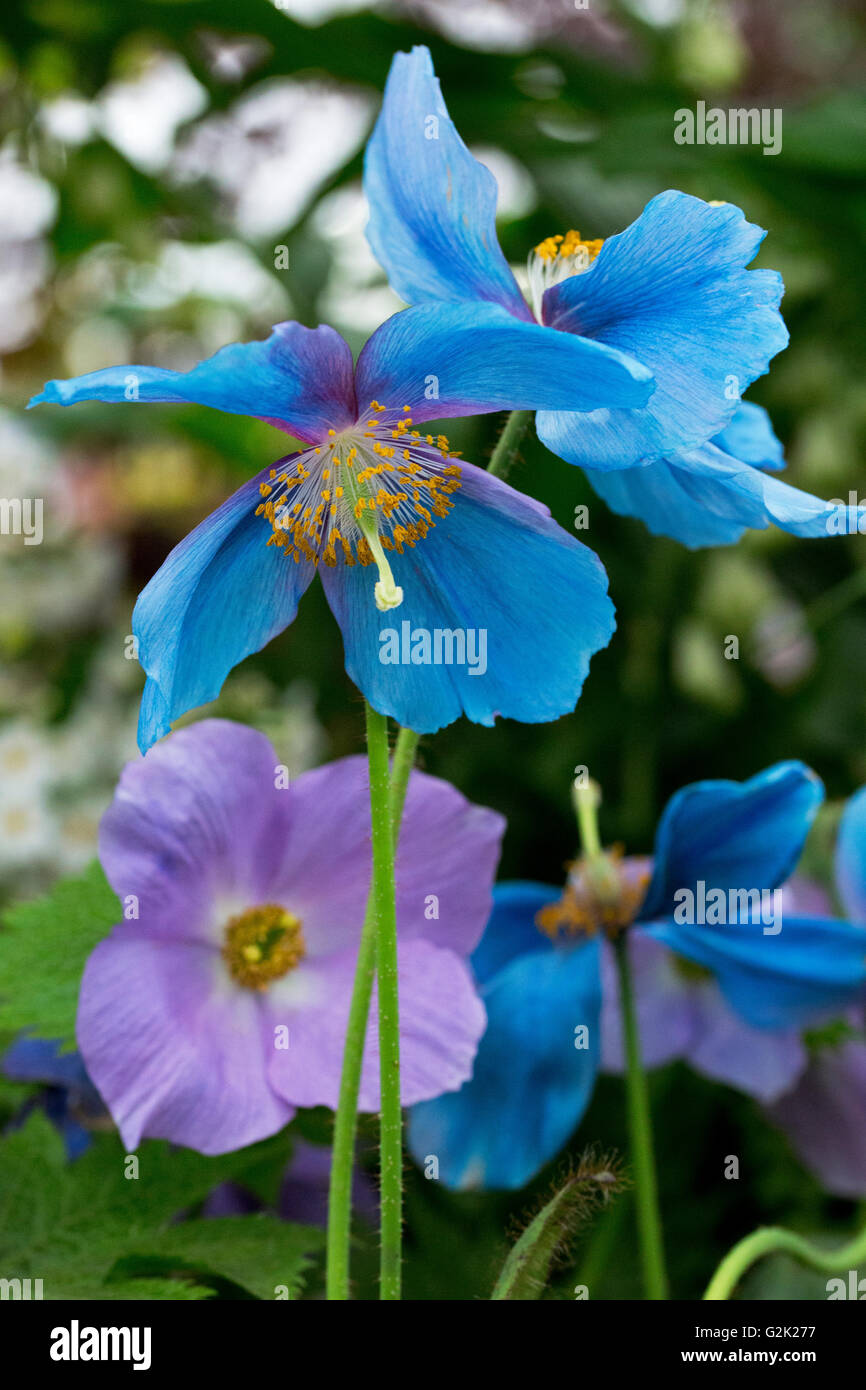 Himalayan Windpoppy au RHS Chelsea Flower Show 2016 Banque D'Images