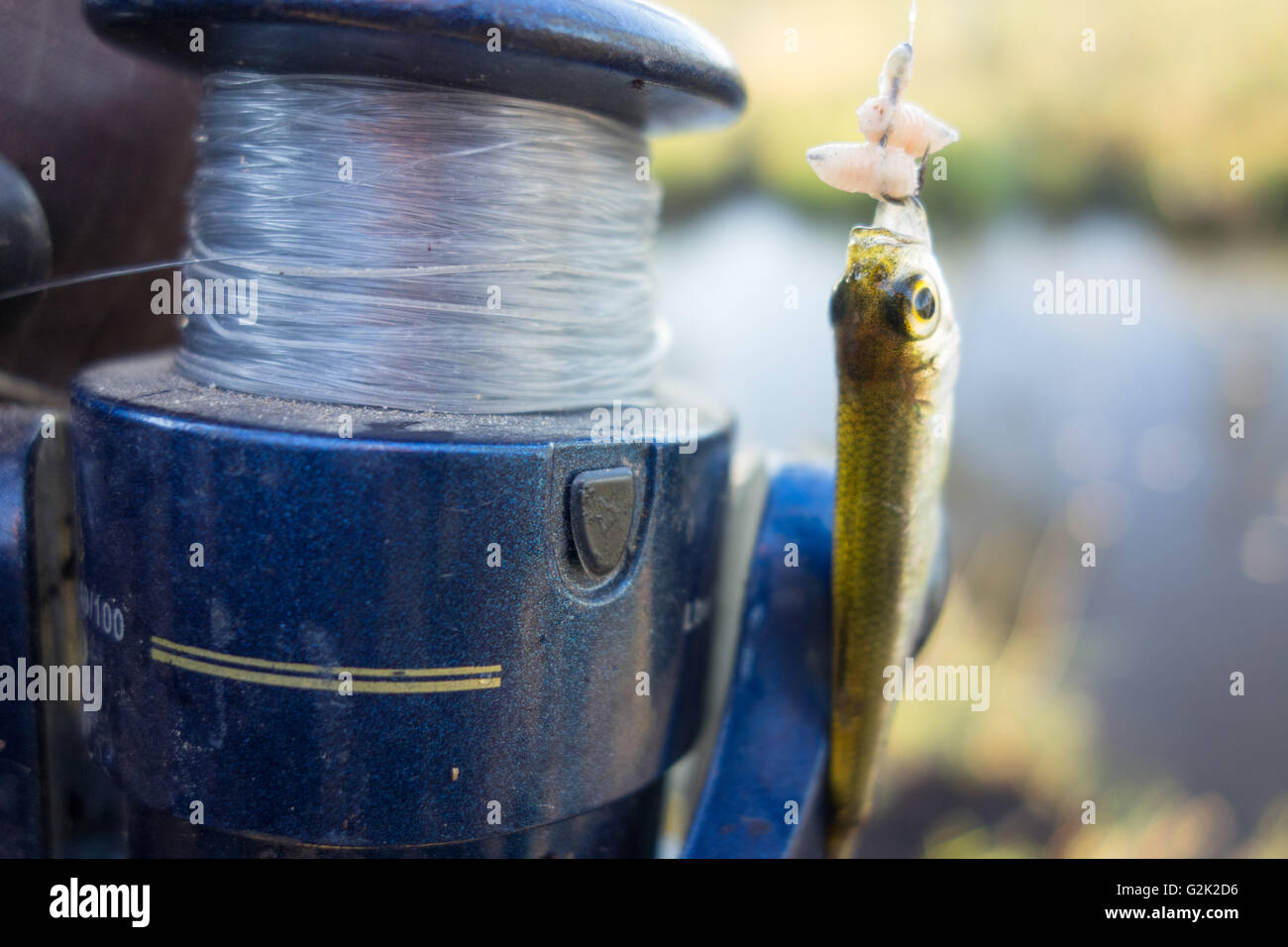 Rod Fisher et les petits poissons Banque D'Images