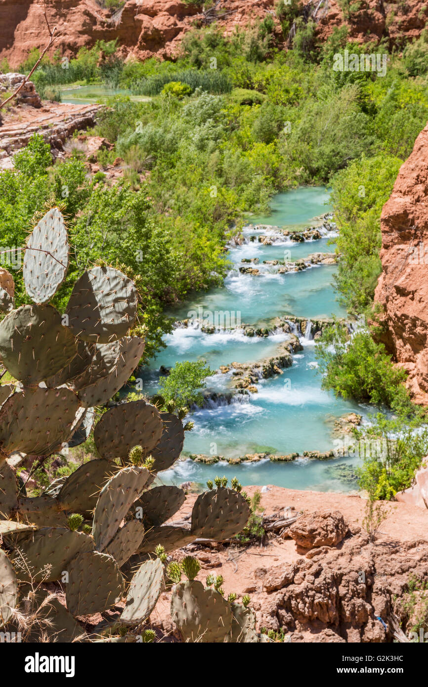 Oponce de l'Est sur les falaises au-dessus de Havasu Creek sur le turquoise Indiens Havasupai Reservation dans le Grand Canyon. Banque D'Images