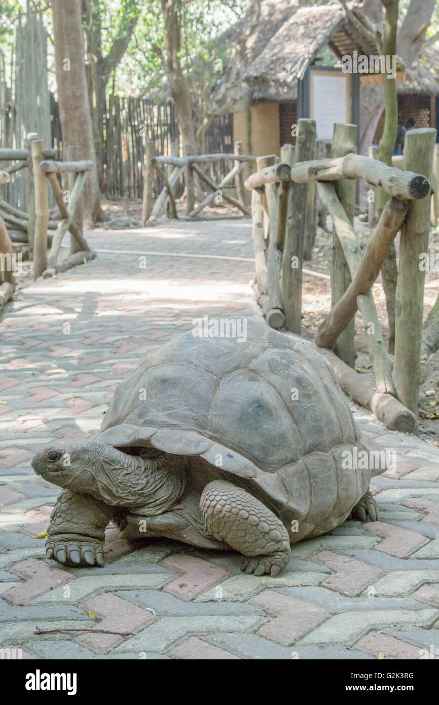 Close-up d'une tortue géante d'Aldabra, Aldabrachelys gigantea, sur une chaussée pavée en plein jour Banque D'Images