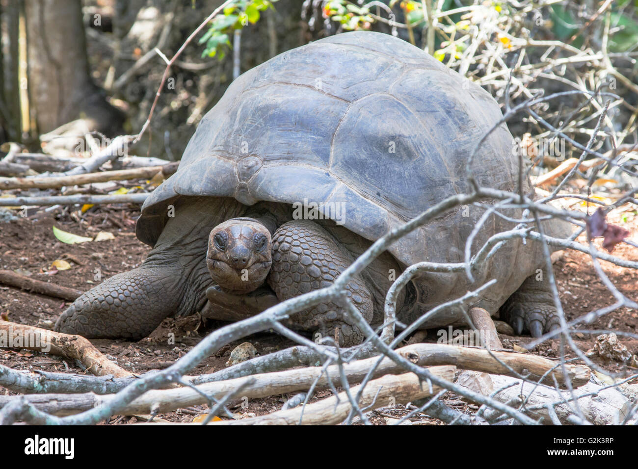Tortue géante d'Aldabra, Aldabrachelys gigantea, dans la forêt Banque D'Images
