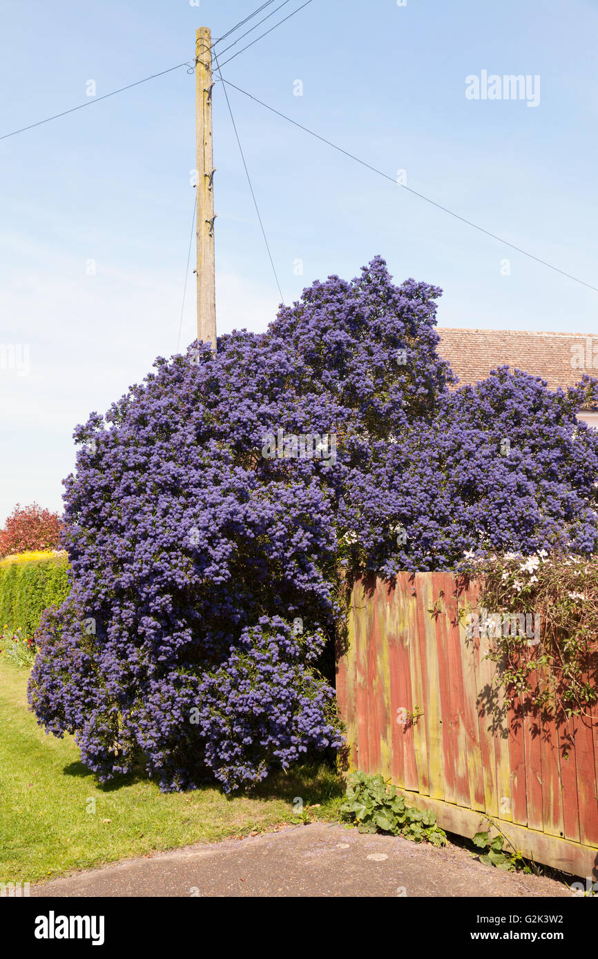 Une grande Concha Ceanothus arbustes lilas ou californien, en pleine floraison, en mai, UK Banque D'Images