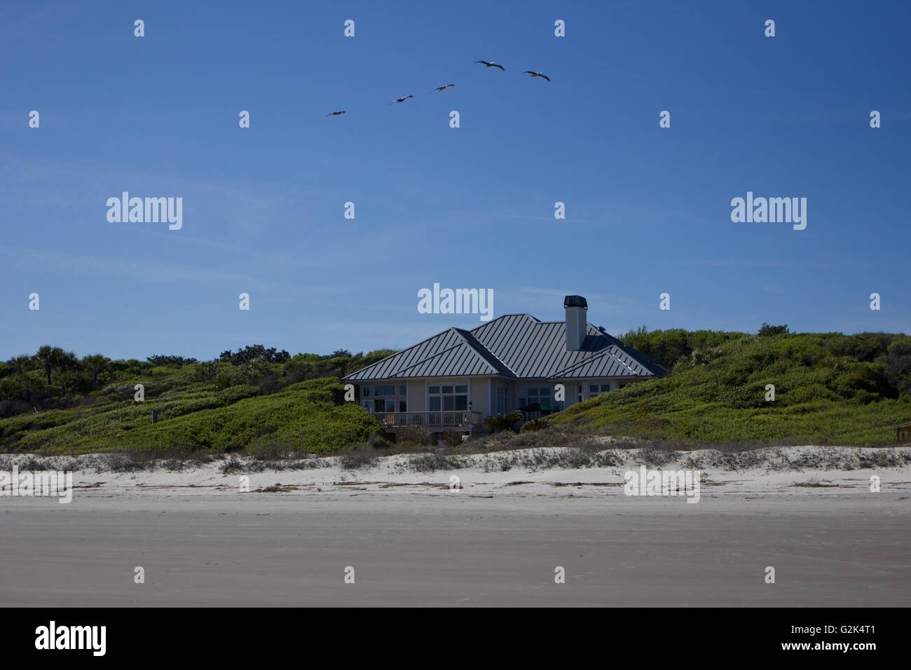 Les oiseaux sur une propriété en front de mer sur Kiawah Island Resort Banque D'Images