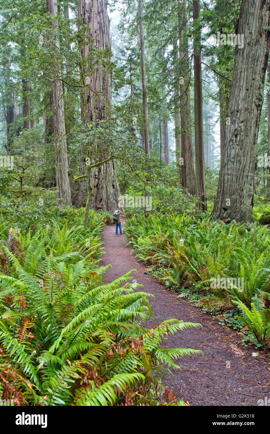 Forêt de séquoias, randonneur profitant de Lady Bird Johnson Grove Trail, 'Sequoia sempervirens', côte du Pacifique, lumière filtrée, brouillard matinal. Banque D'Images