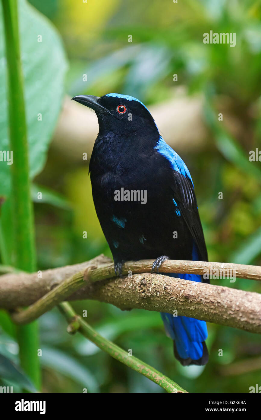 Fée asiatique-bluebird assis sur une branche avec la végétation dans l'arrière-plan Banque D'Images