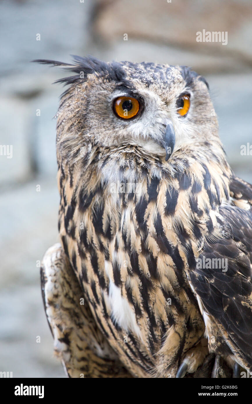 Portrait d'une grand-d'Amérique, Bubo bubo. Cet oiseau possède des touffes auriculaires Banque D'Images