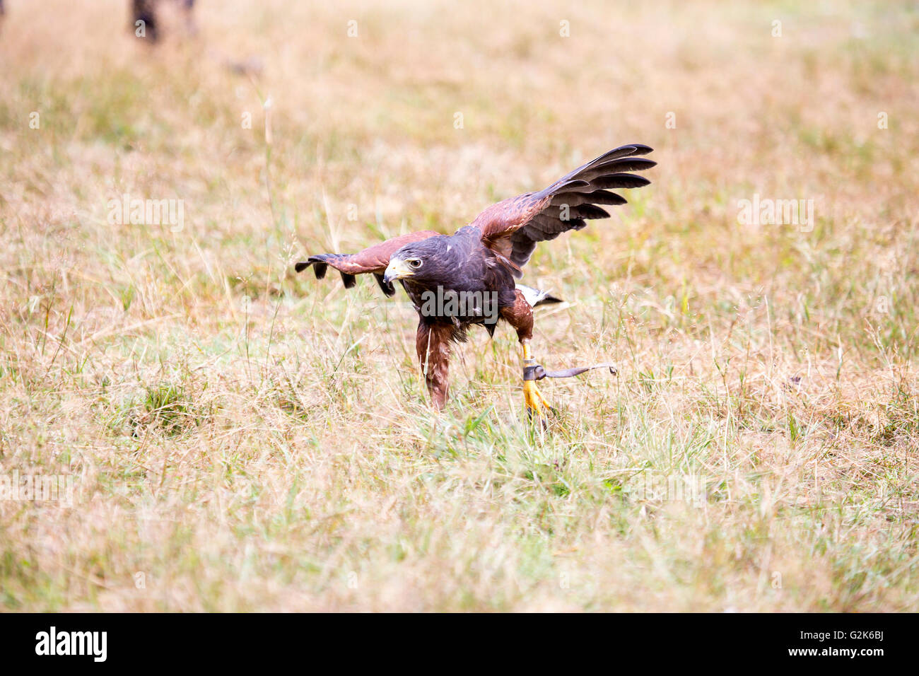 Un Harris Parabuteo unicinctus, l'épervier, la marche au sol entre l'herbe Banque D'Images