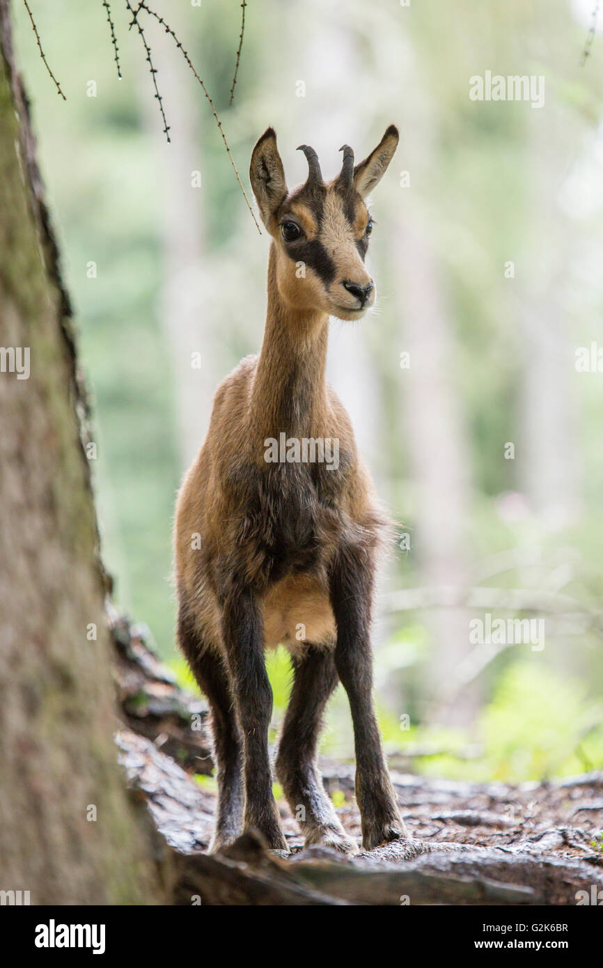 Un Chamois Rupicapra, spp, debout dans un bois Banque D'Images