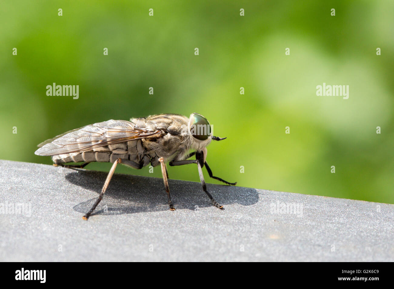 Vue macro d'un taon. Les femelles peuvent transférer maladies transmissibles par le sang d'un animal à un autre par le biais de leurs habitudes d'alimentation Banque D'Images