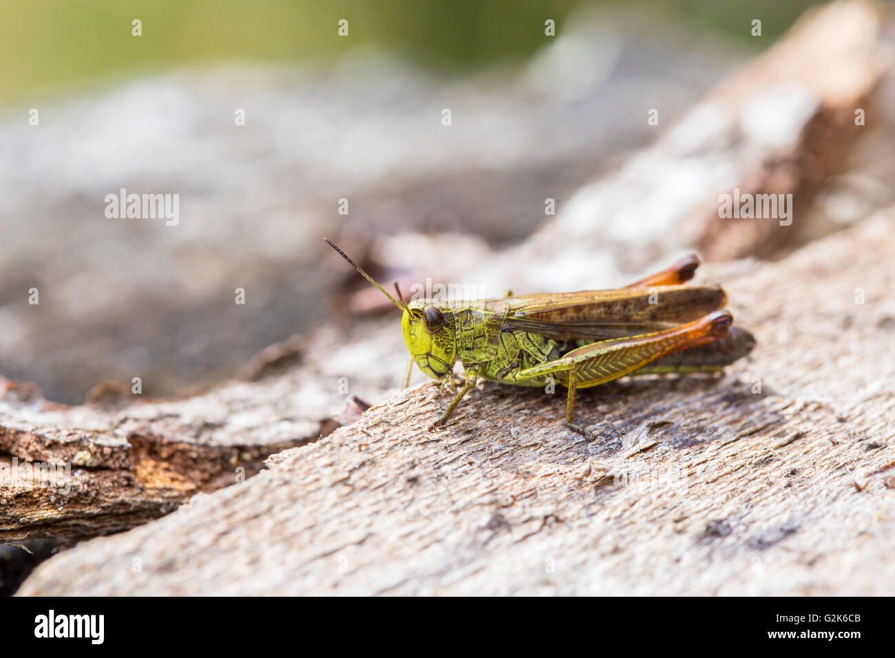 Vue rapprochée d'un green cricket sur un arbre mort Banque D'Images