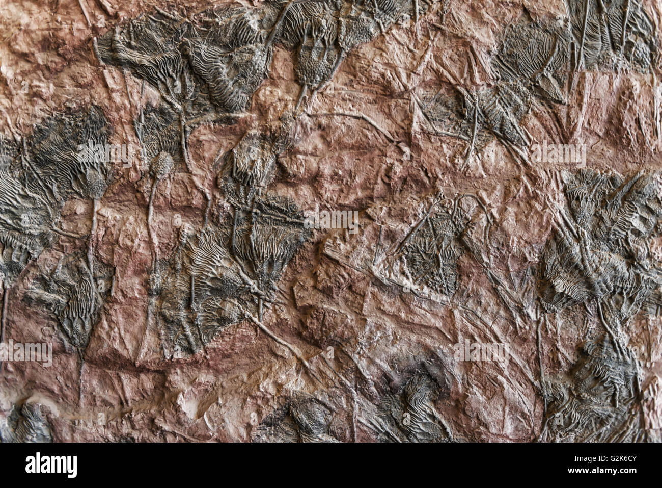 Lys de mer (fossiles de crinoïdes, crinoidea), trouvés au Maroc. Banque D'Images