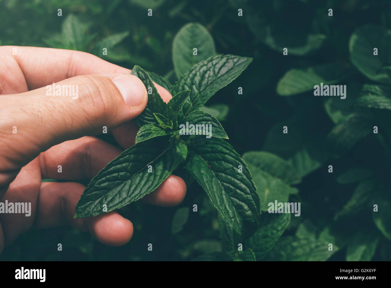 Feuilles de menthe poivrée préparation agriculteur en jardin de plantes bio de chez nous, la production. Banque D'Images