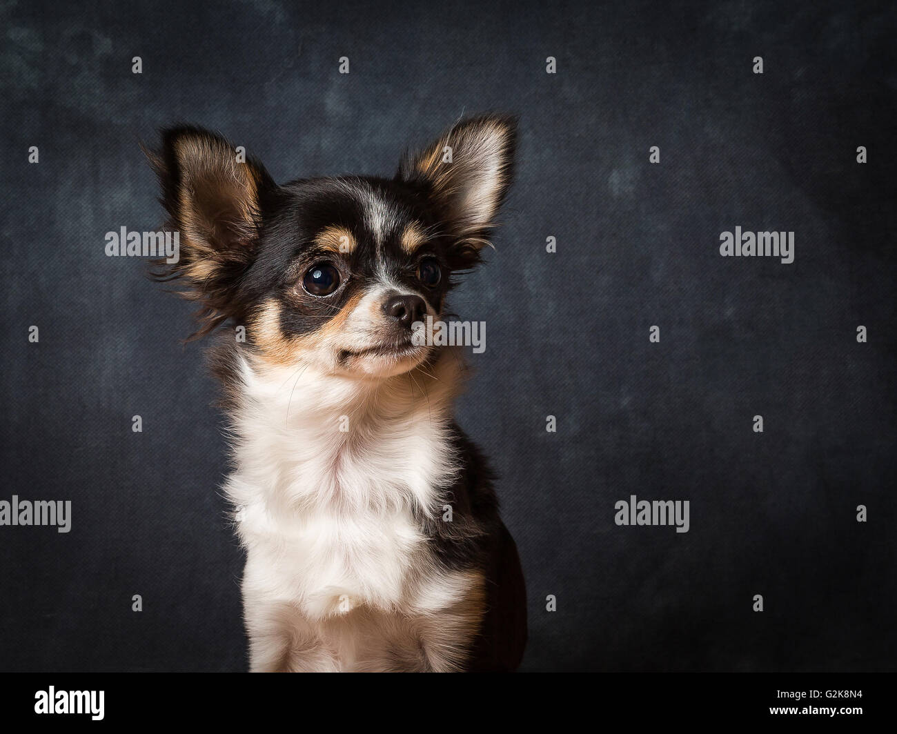 Minnie la très petite Chihuahua en face de Fond gris Banque D'Images