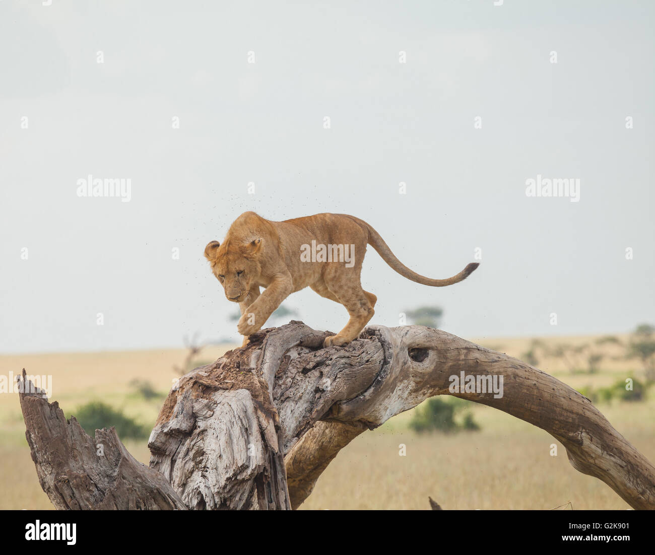 Exécuter lion dans un arbre. Il a été affligé par les insectes. lion dans la faune. Banque D'Images