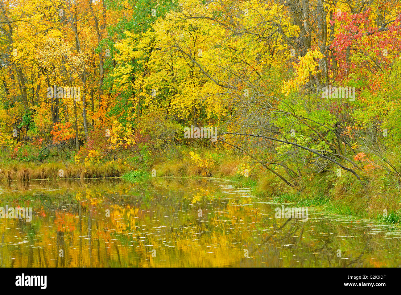 Couleurs d'automne dans la forêt de la rivière Seine., Winnipeg, Manitoba, Canada Banque D'Images