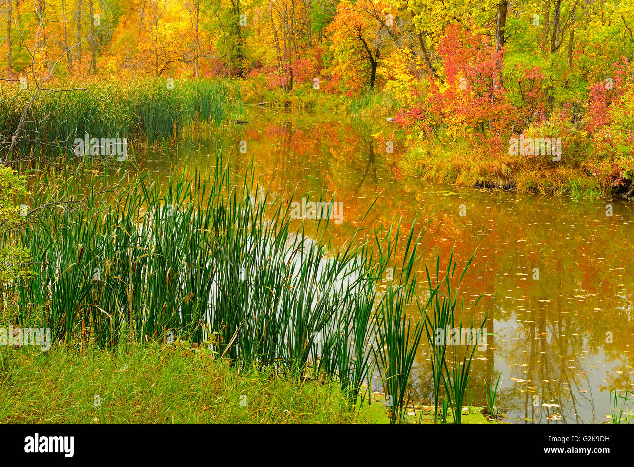 Couleurs d'automne dans la forêt de la rivière Seine, Winnipeg, Manitoba, Canada Banque D'Images