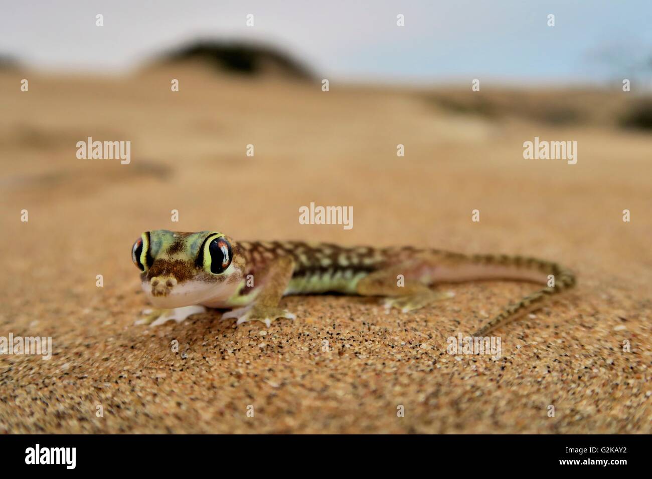 Sable du namib Namib gecko, gecko, gecko, pourvu de (Pachydactylus rangei), Désert du Namib, Namibie Banque D'Images