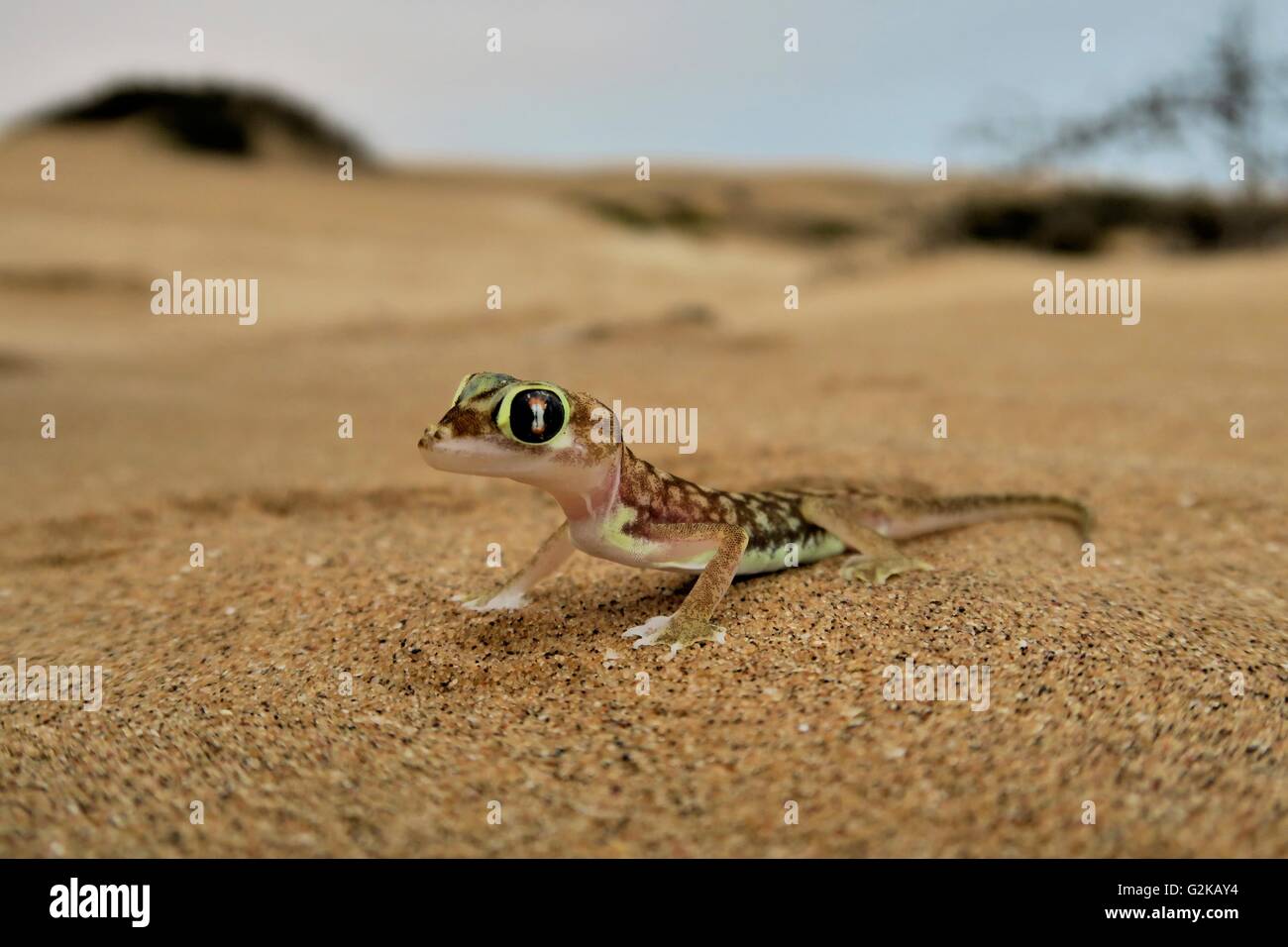 Sable du namib Namib gecko, gecko, gecko, pourvu de (Pachydactylus rangei), Désert du Namib, Namibie Banque D'Images