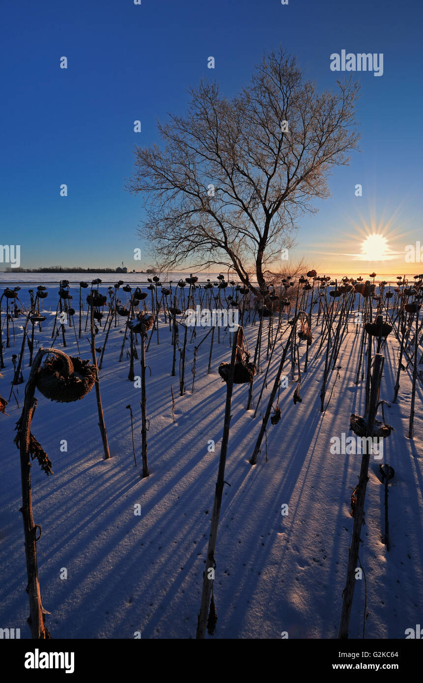 Le tournesol au lever du soleil en hiver Anola Manitoba Canada Banque D'Images