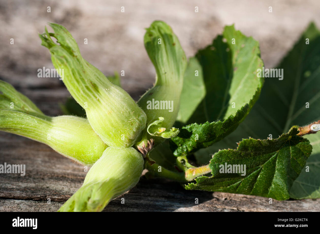 écrous de plante Banque D'Images