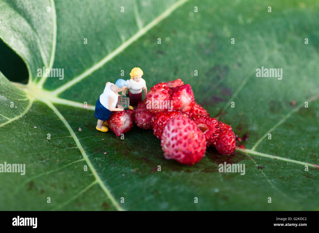 Libre de fraises sauvages sur une feuille de vigne Banque D'Images