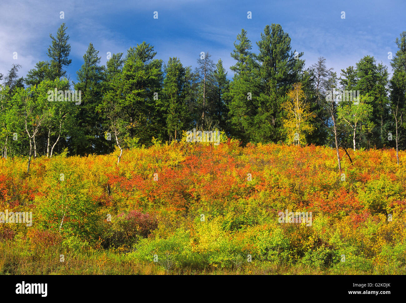 Bordure de forêt en automne couleur près de Prince Albert en Saskatchewan Canada Banque D'Images