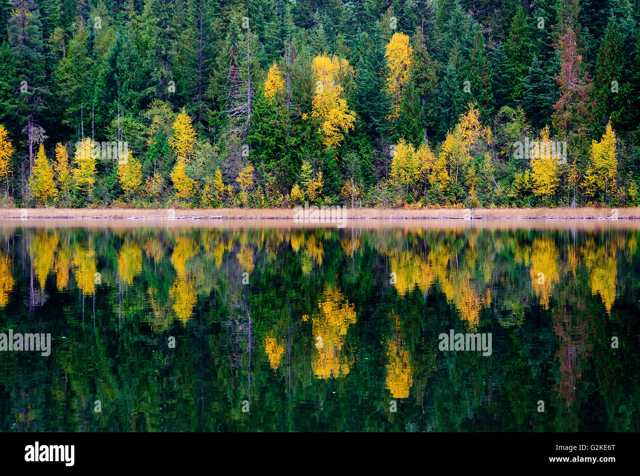 Couleurs d'automne le long de la rive du lac caché près de Enderby, dans la région de Shuswap de la Colombie-Britannique, Canada. Banque D'Images