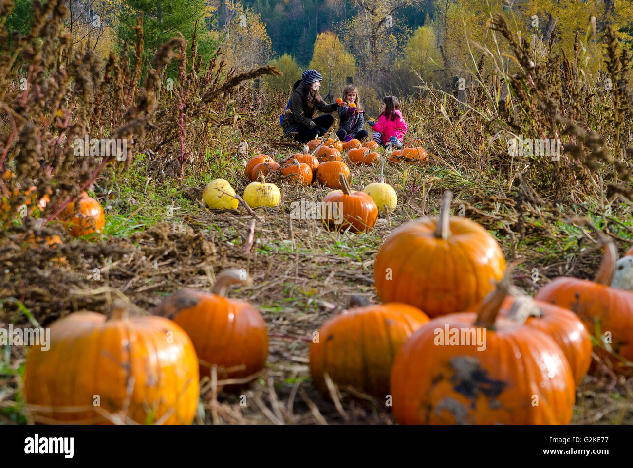 Mère des Filles de la sélection en citrouille citrouilles Green Croft Gardens à Grindrod dans la région de Shuswap, British Columbia Canada Banque D'Images