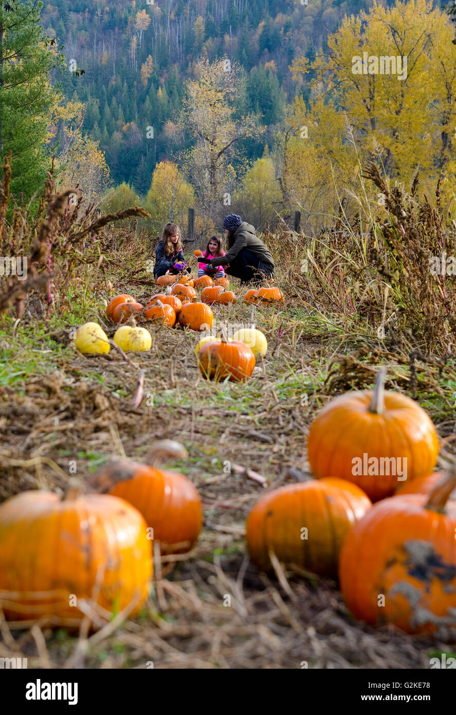 Mère des Filles de la sélection en citrouille citrouilles Green Croft Gardens à Grindrod dans la région de Shuswap, British Columbia Canada Banque D'Images