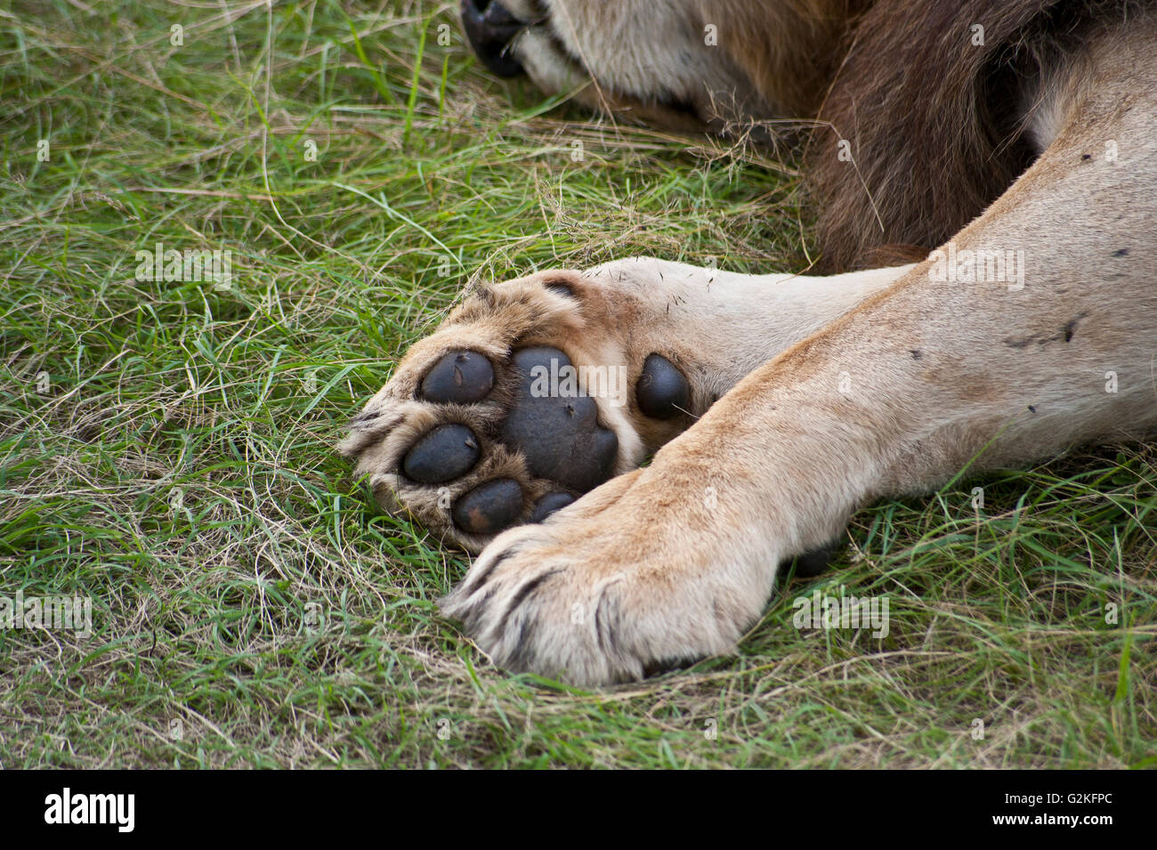 Une patte du lion blessé dans le Masai Mara, Kenya Banque D'Images