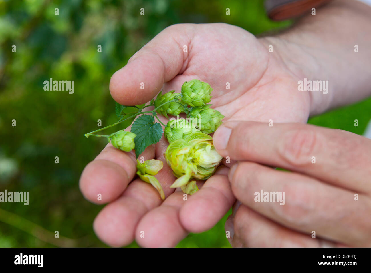 Contrôle de la qualité de l'agriculteur le houblon Banque D'Images