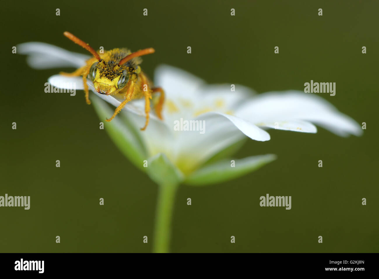 Nomada Goodeniana sur blossom Banque D'Images